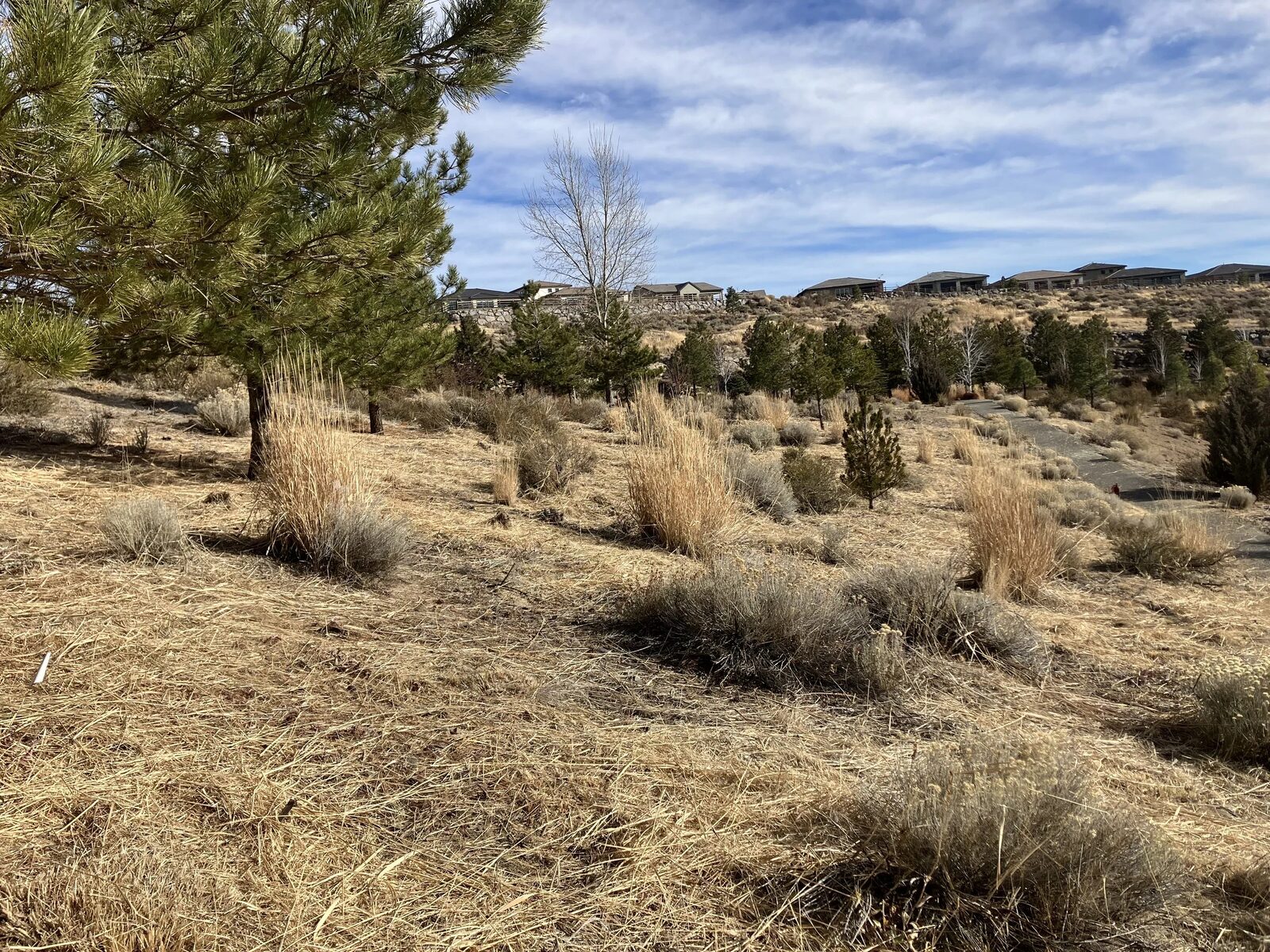 After fuel reduction on a hillside near homes