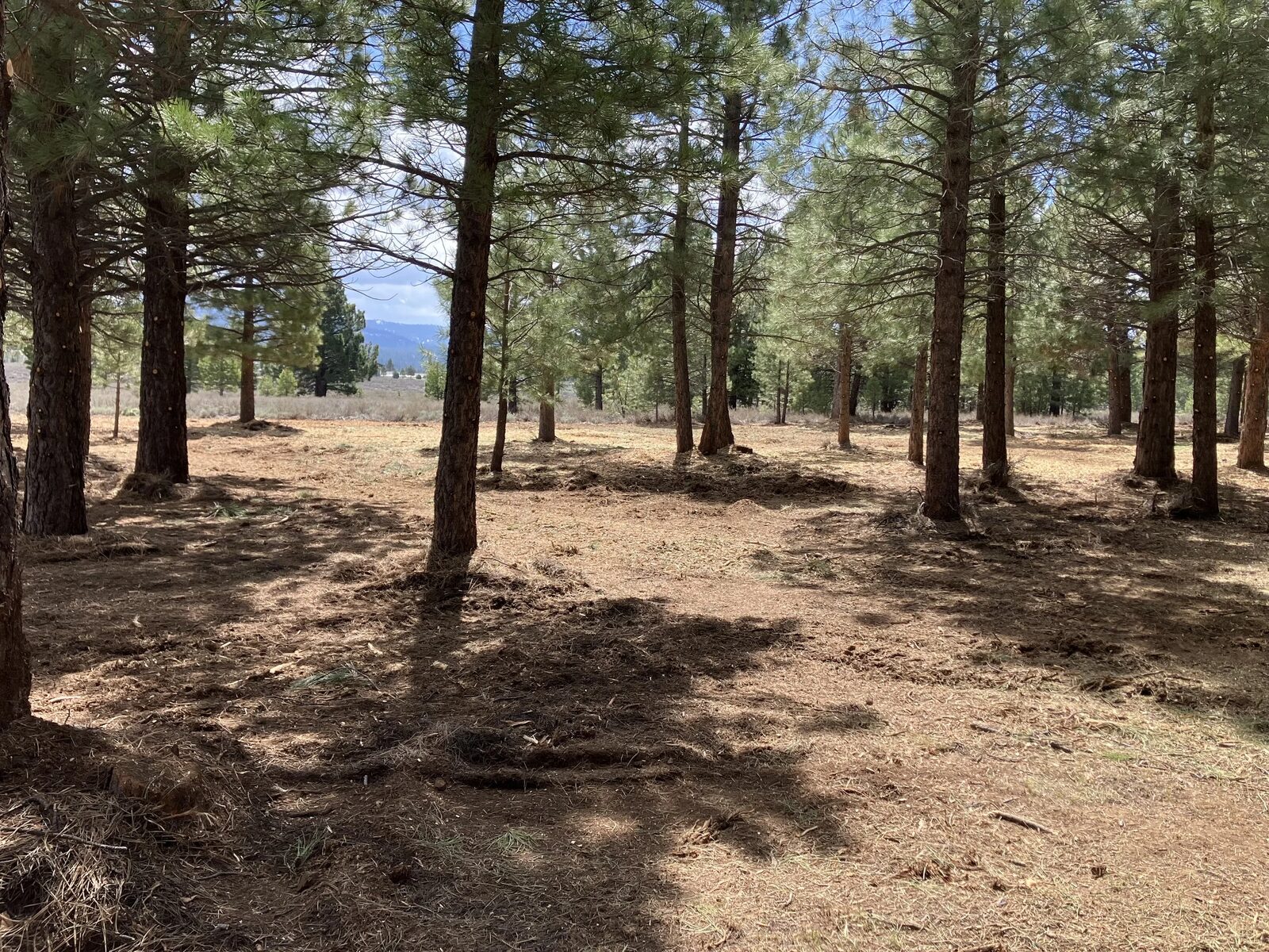 After forest thinning with open understory