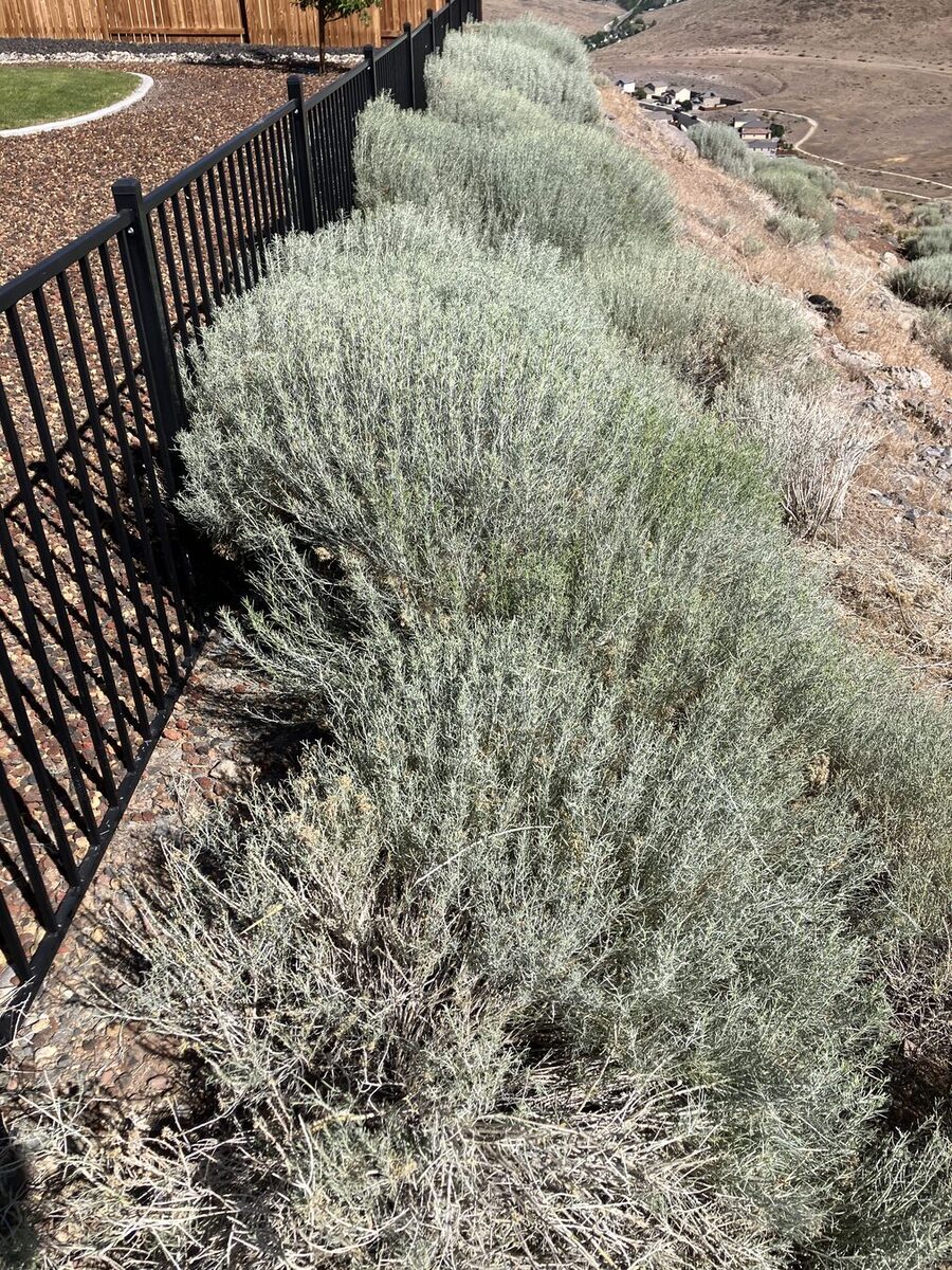 Before: dense continuous brush on a hillside