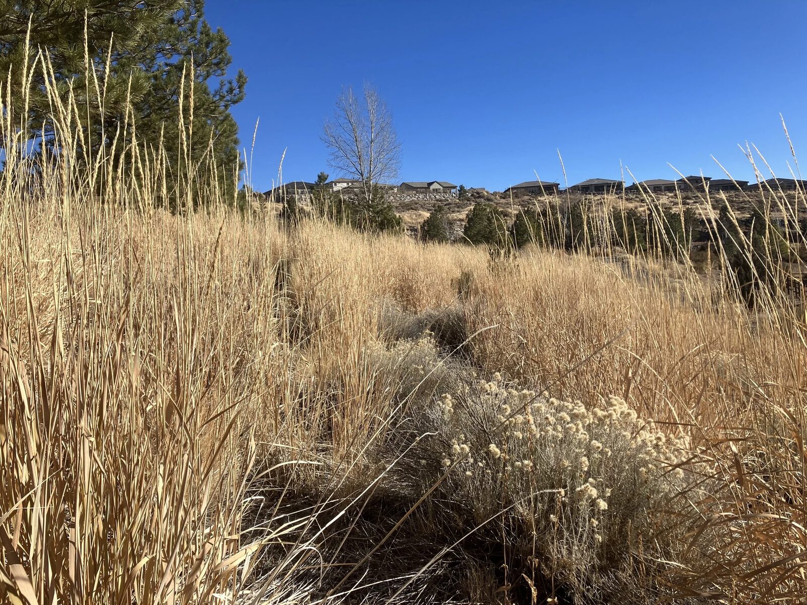 Before: tall dry grass and continuous fuels on a hillside