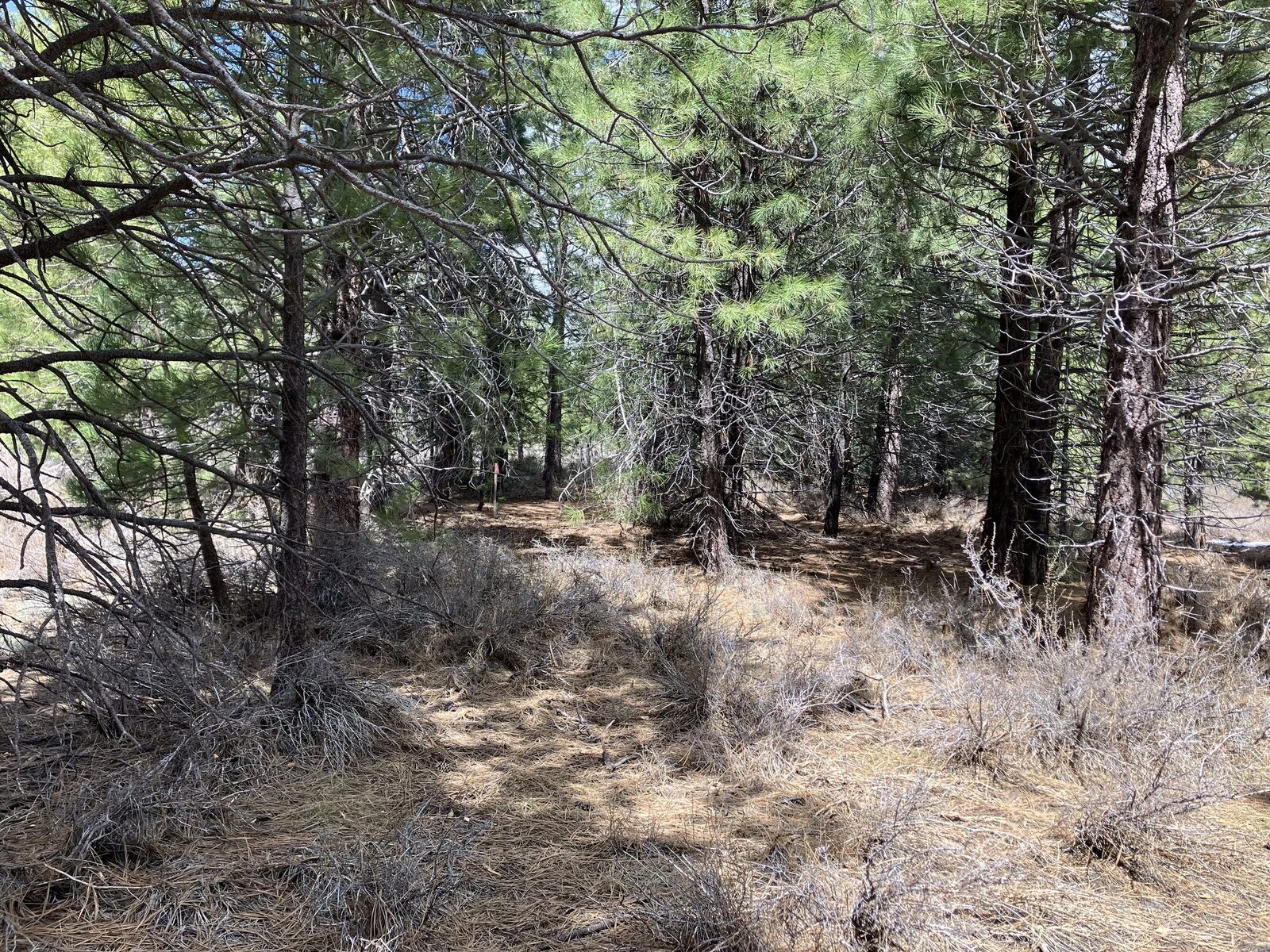 Before: dense pine understory with ladder fuels