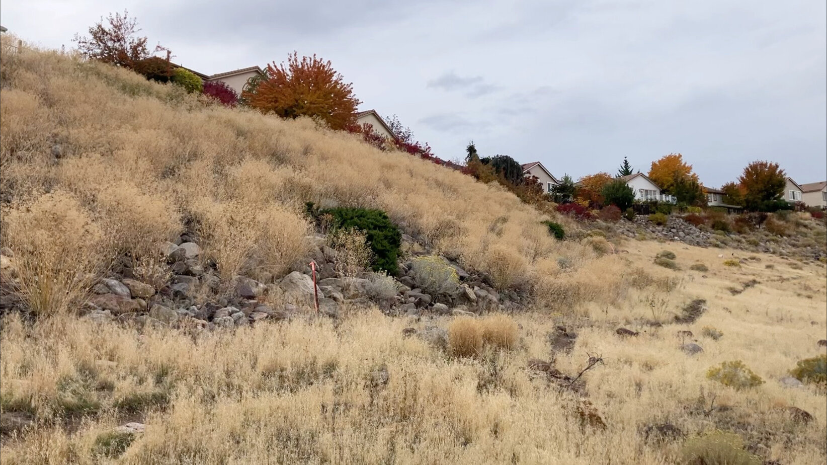 Before: tall dry grass covering the rocky slope below homes