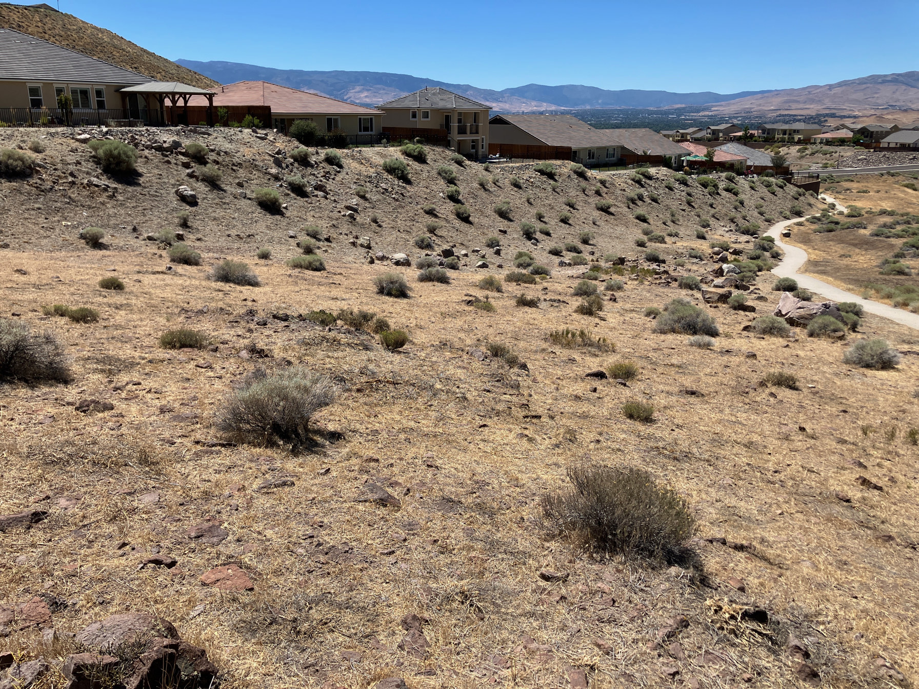After: sage thinned to a lean, spaced stand on the slope below homes