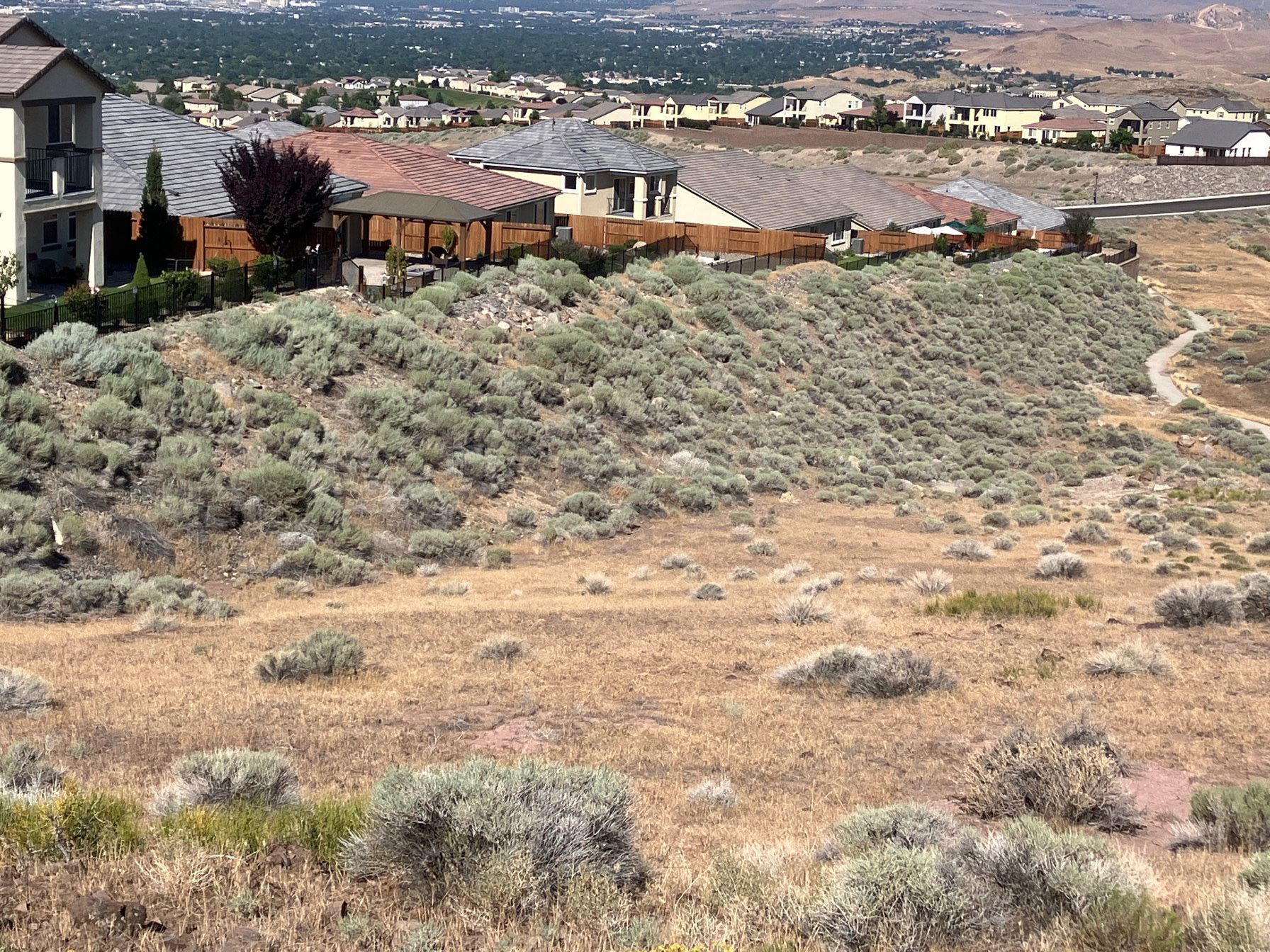 Before: continuous dense sage covering the slope below homes