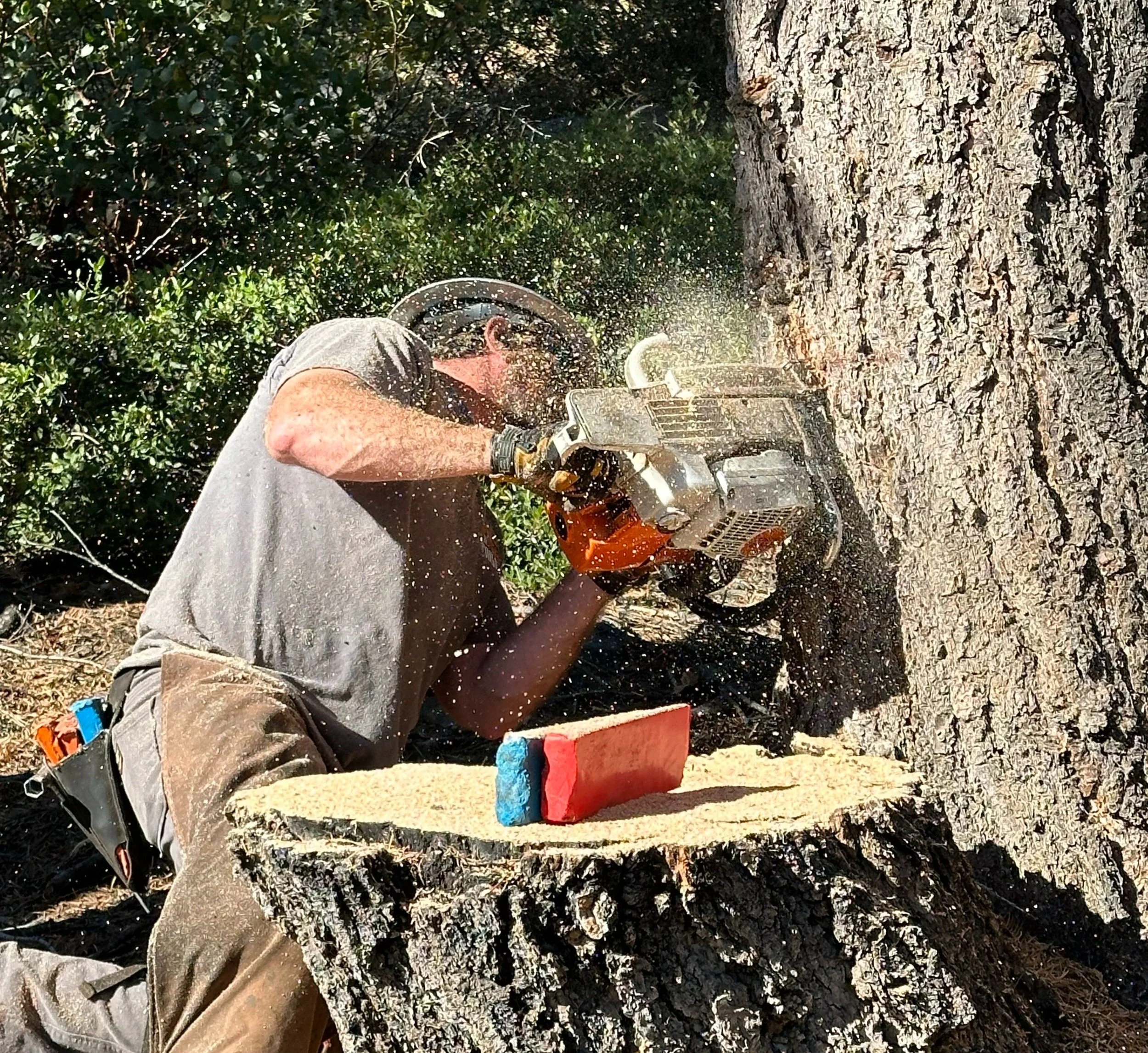 Crew member falling a hazardous tree with a chainsaw
