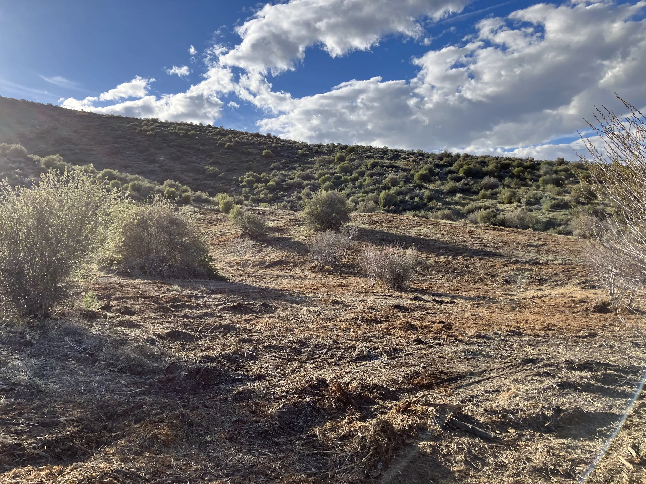 After: hillside brush thinned to spaced shrubs with open ground