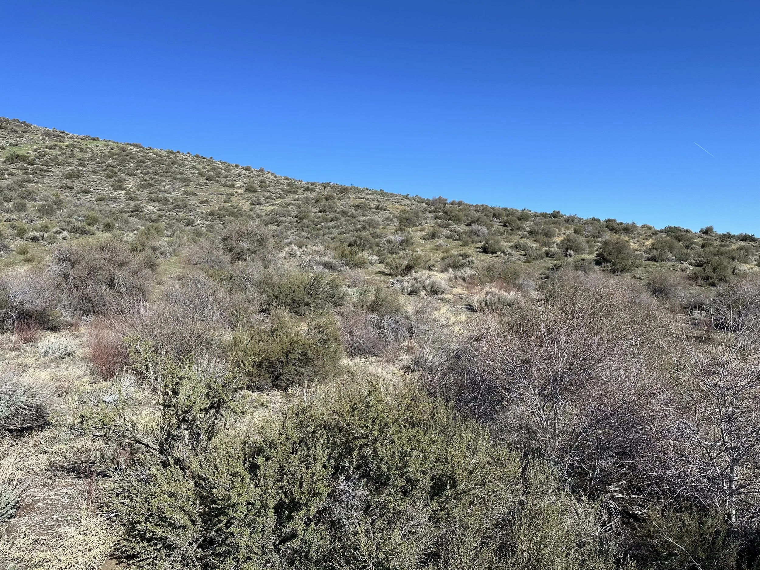 Before: continuous dense brush covering a hillside