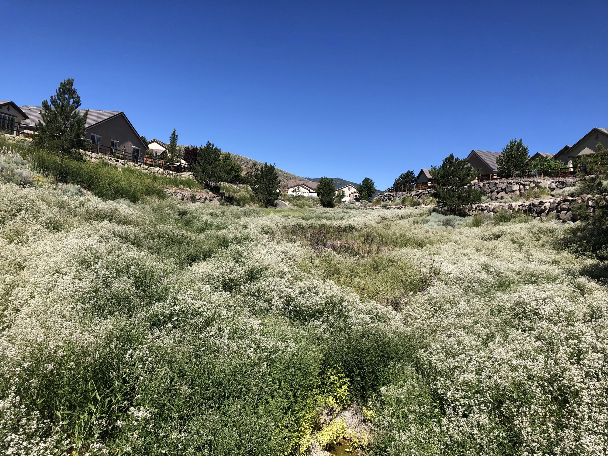 Before: dense flowering invasive weeds filling a drainage between homes